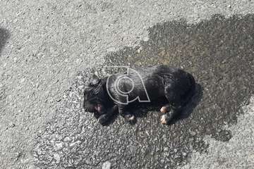 Macabro hallazgo de 9 cachorros muertos en el interior de un cubo de la basura en Telde/TA.